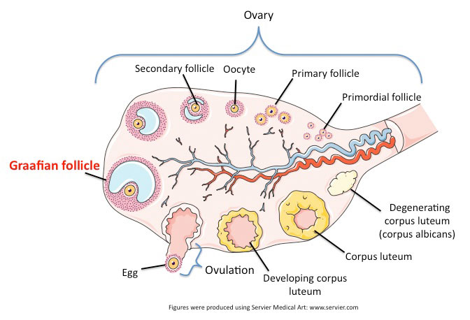 Male belly fetish Multiple facial loads